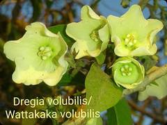 Vallaris solanacea