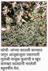 Lepidagathis prostrata