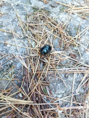 Geotrupes splendidus