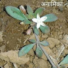 Glinus oppositifolius