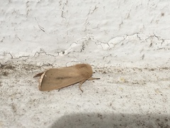 Sesamia nonagrioides