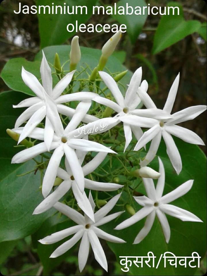 Jazmines Asiáticos (género Jasminum) · Natusfera