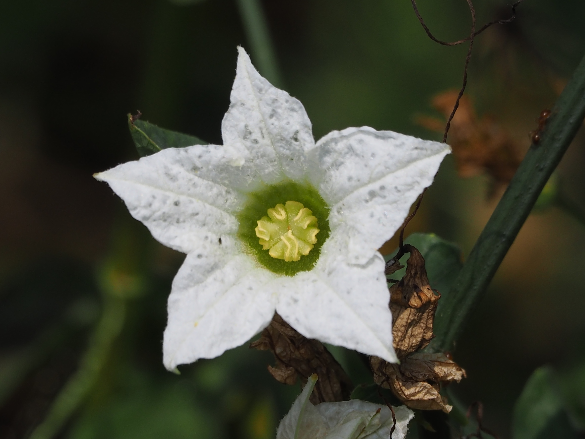 Coccinia
