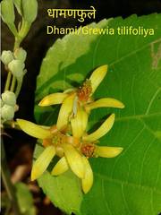 Grewia tiliifolia
