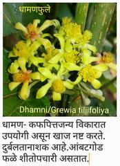 Grewia tiliifolia