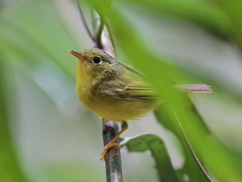 Alström's Warbler (Phylloscopus soror), photo 6