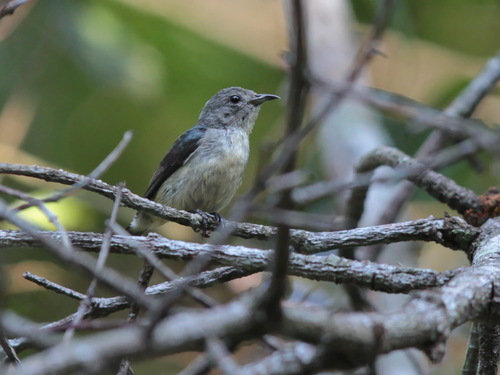 Cambodian Flowerpecker (Dicaeum cambodianum), photo 9