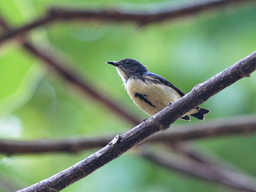 Cambodian Flowerpecker (Dicaeum cambodianum), photo 3