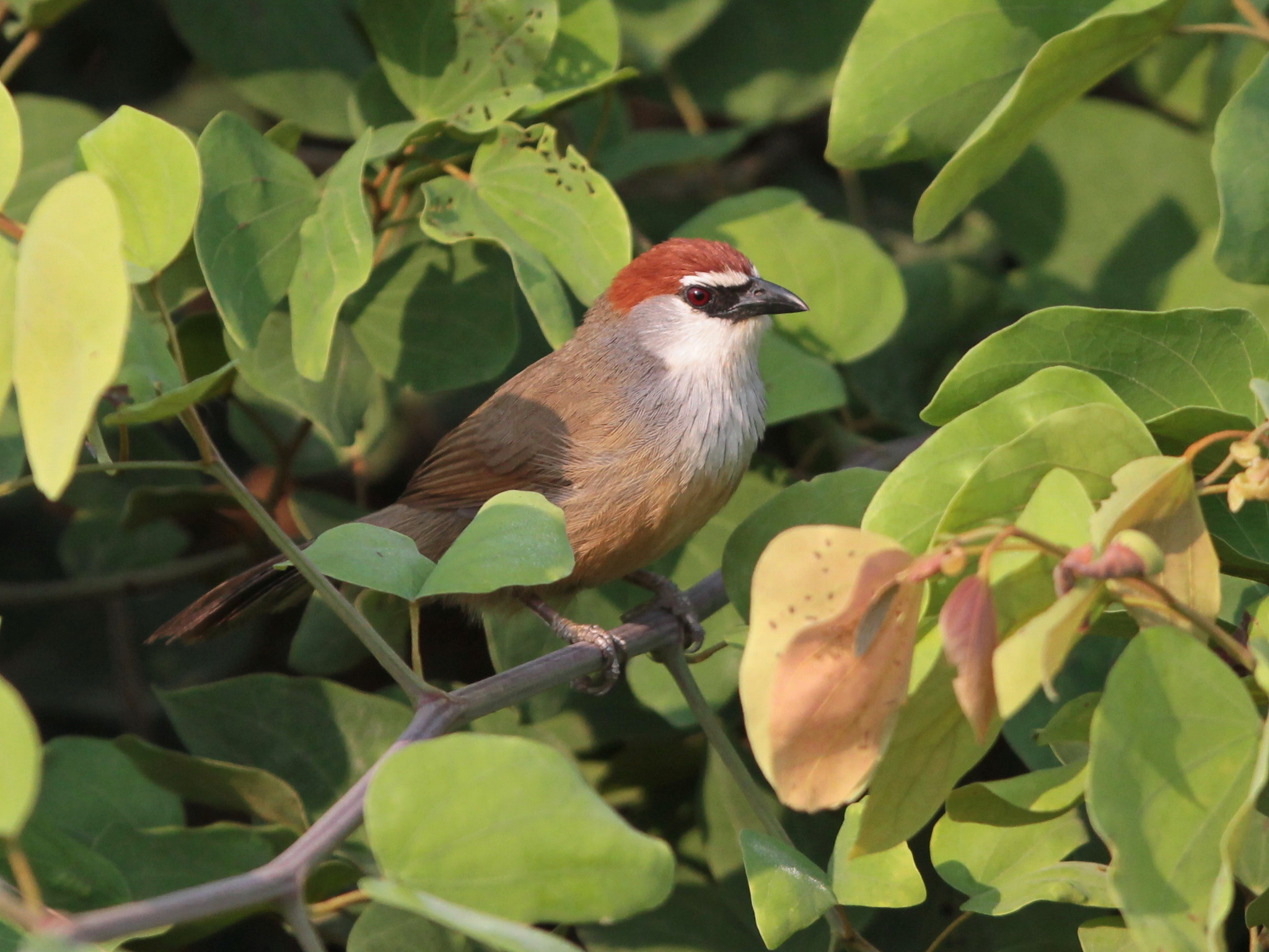 Chestnut-capped Babbler