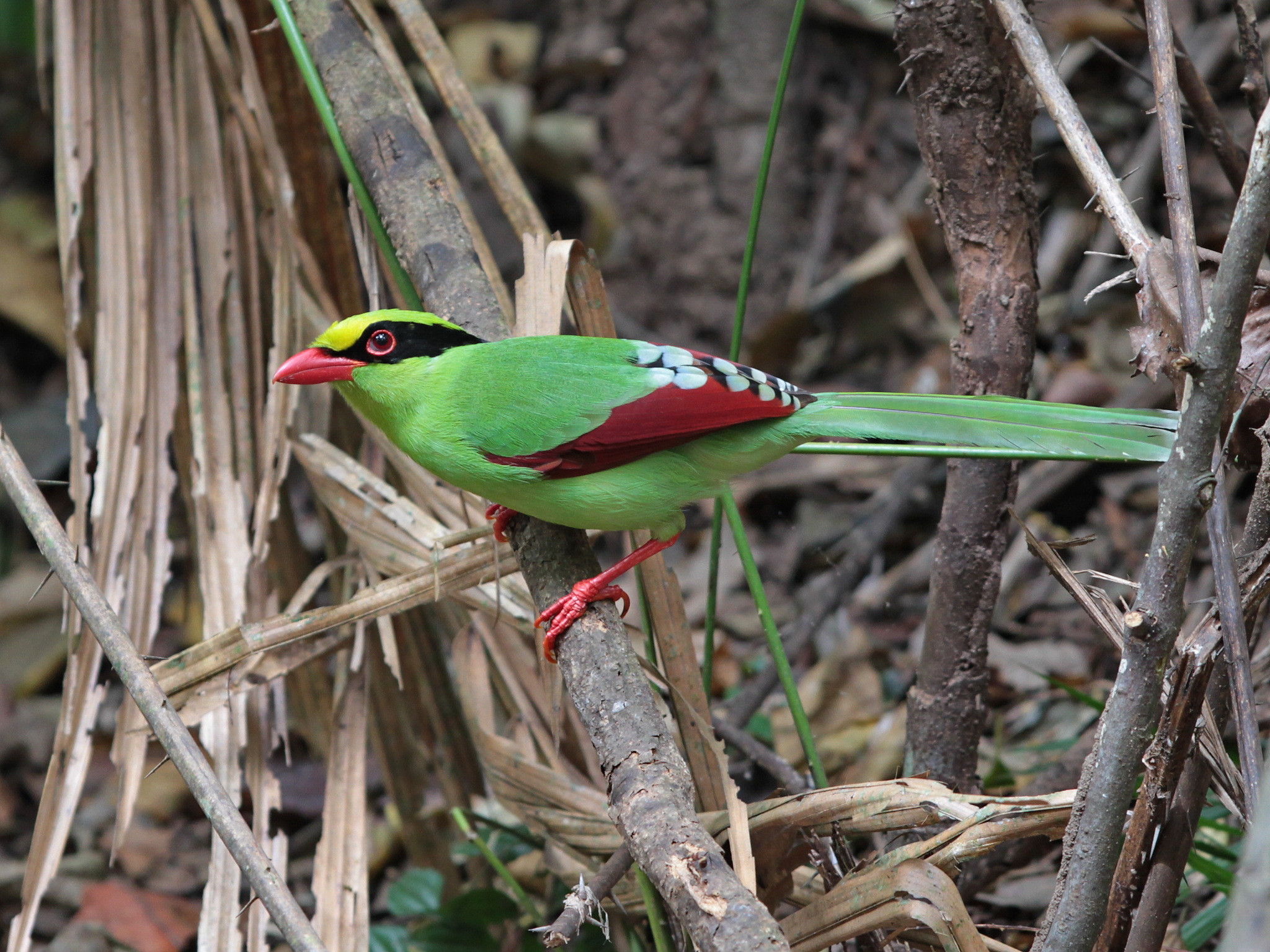 Common Green-Magpie (Cissa chinensis)