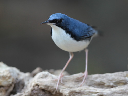 Ruiseñor azul (Larvivora cyane)