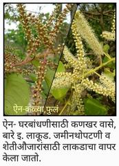 Terminalia elliptica