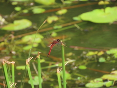 Tramea transmarina euryale