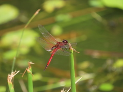 Tramea transmarina euryale