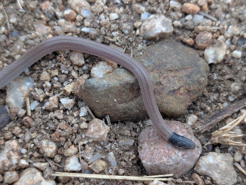Cape Centipede-Eater