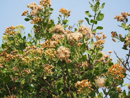 Pluchea indica