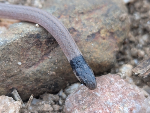 Cape Centipede-Eater