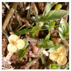 Murdannia lanuginosa