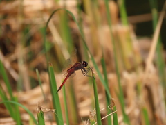 Tramea transmarina euryale