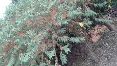 Woodfordia fruticosa