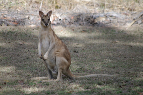 Agile Wallaby