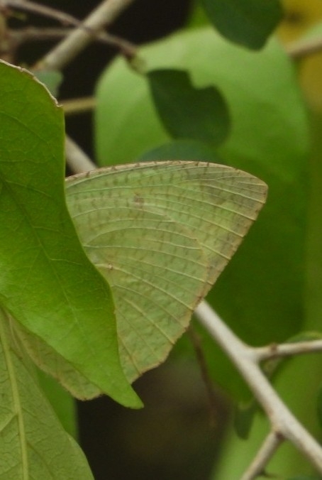 Mottled Emigrant