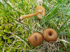 Omphalina pyxidata
