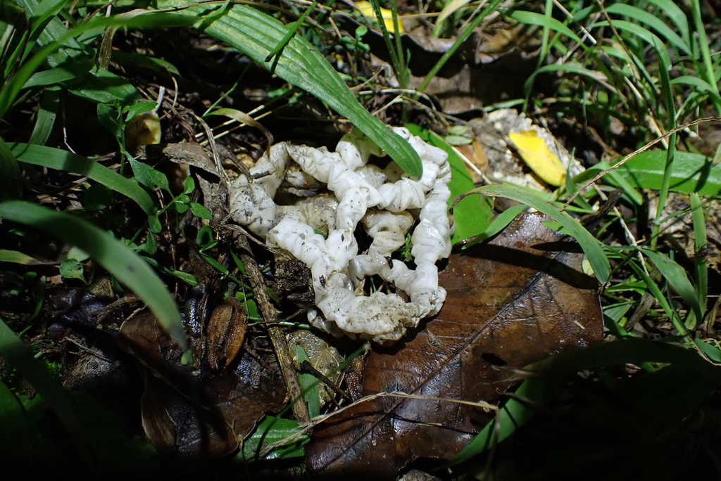 Ileodictyon cibarium · August 2025 · photo: © berardom (iNaturalist, cc-by)