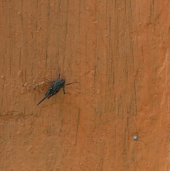 Tetrigidae