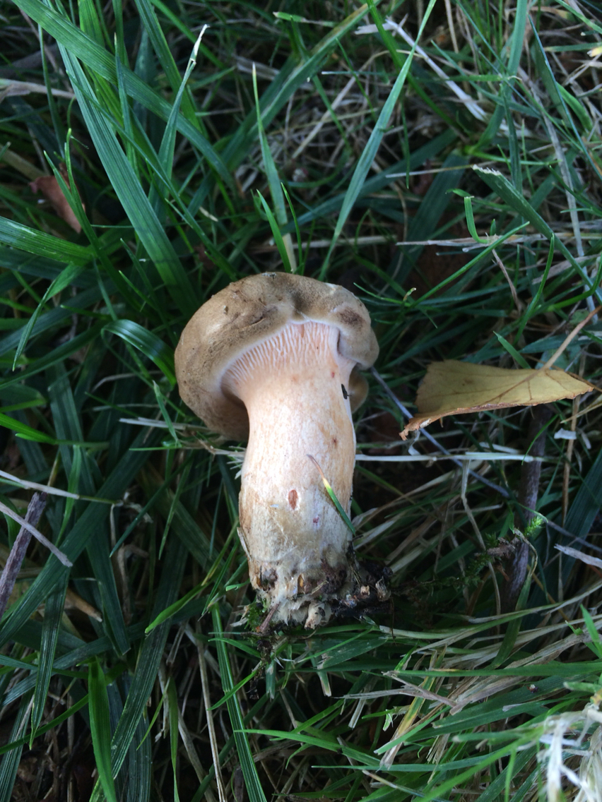 Paxillus image