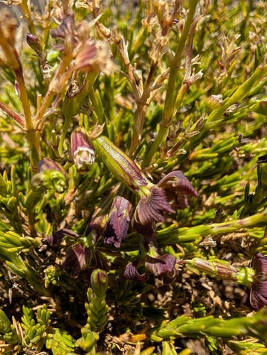 Silene struthioloides observed 2025-08-01