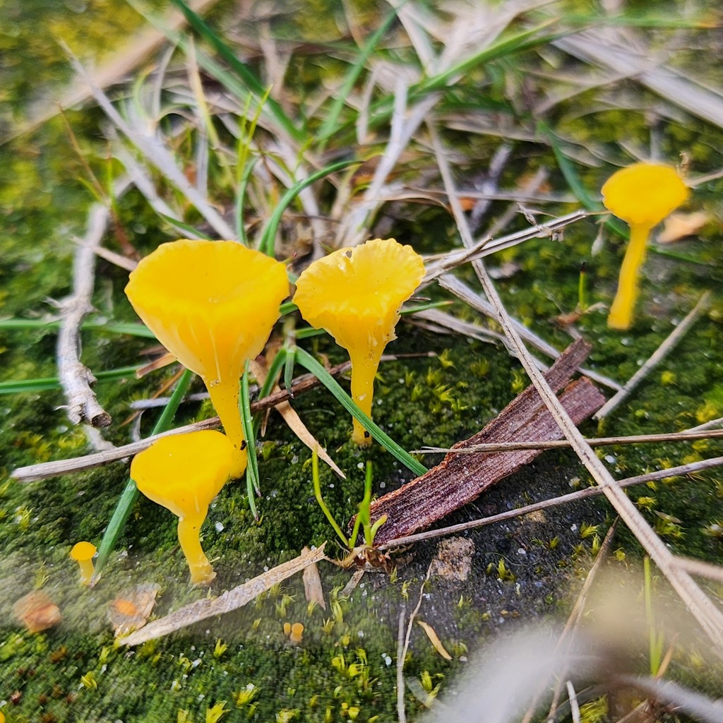 Lichenomphalia chromacea · July 2025 · photo: © swampyswampy (iNaturalist, cc0)