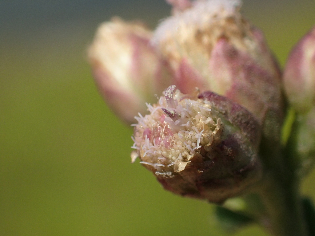 Pluchea pteropoda