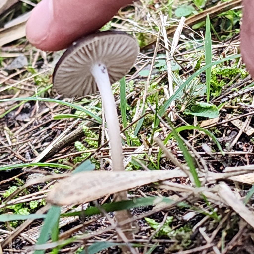 Oudemansiella gigaspora · July 2025 · photo: © swampyswampy (iNaturalist, cc0)