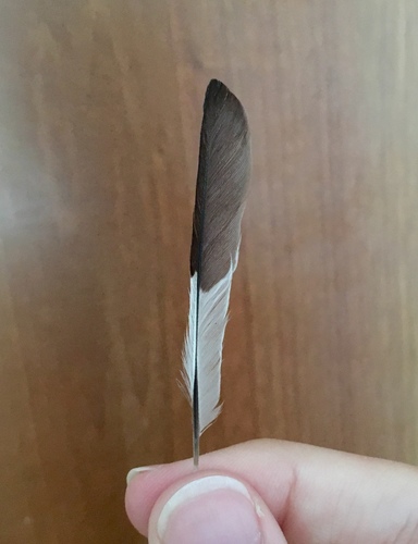 Plume de Gobemouche à collier