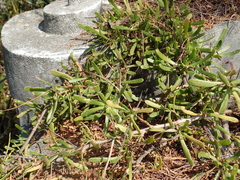 Scaevola hainanensis