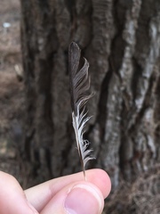 Ficedula albicollis