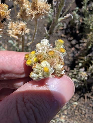 Pseudognaphalium sandwicensium observed 2025-08-01