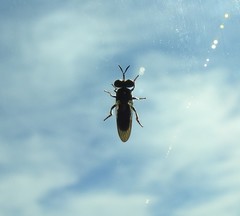 Cerotainia