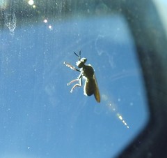 Cerotainia