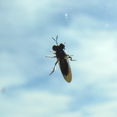 Cerotainia