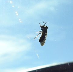 Cerotainia