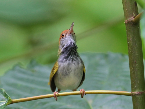 Dark-necked Tailorbird (Orthotomus atrogularis), photo 8