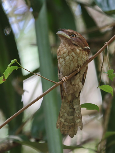 Gould's Frogmouth (Batrachostomus stellatus), photo 6