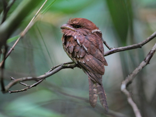 Gould's Frogmouth (Batrachostomus stellatus), photo 4