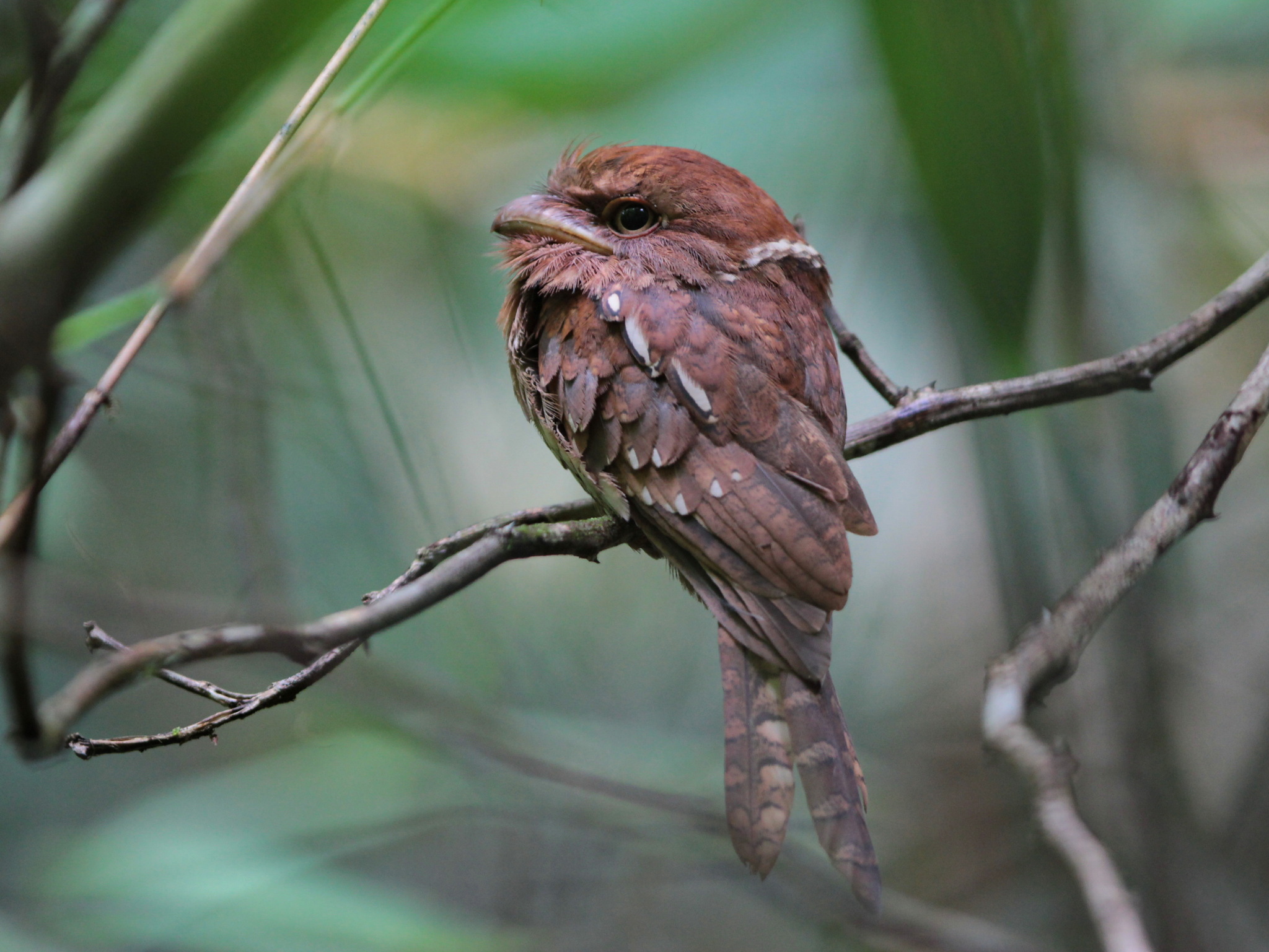 Gould's Frogmouth (Batrachostomus stellatus), photo 2
