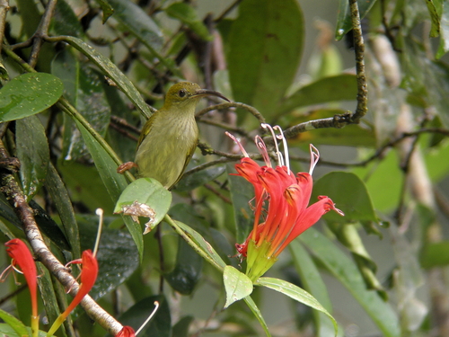Grey-breasted Spiderhunter (Arachnothera modesta), photo 5