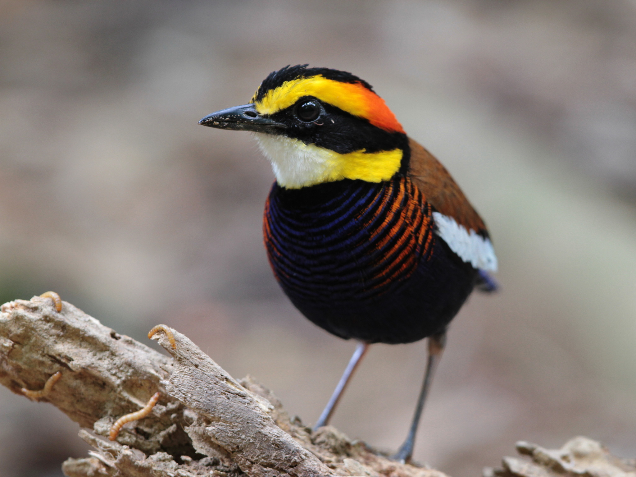 Malayan Banded-Pitta (Hydrornis irena)