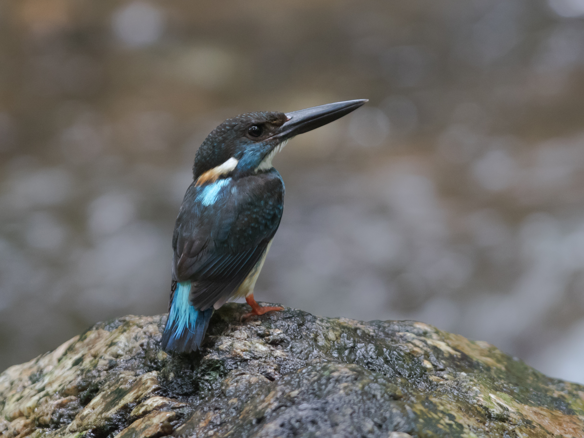 Malaysian Blue-banded Kingfisher illustration