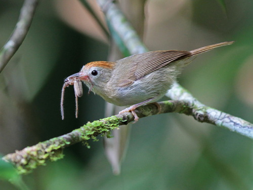 Rufous-fronted Babbler (Cyanoderma rufifrons), photo 8